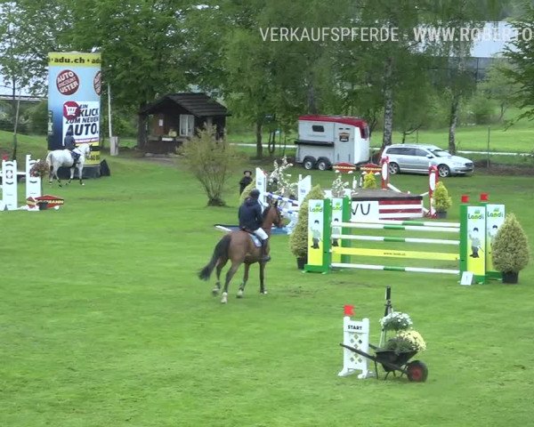 Reitturnier Uster 2019