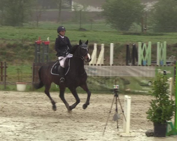 Reitturnier Schülp / Rendsburg 2019