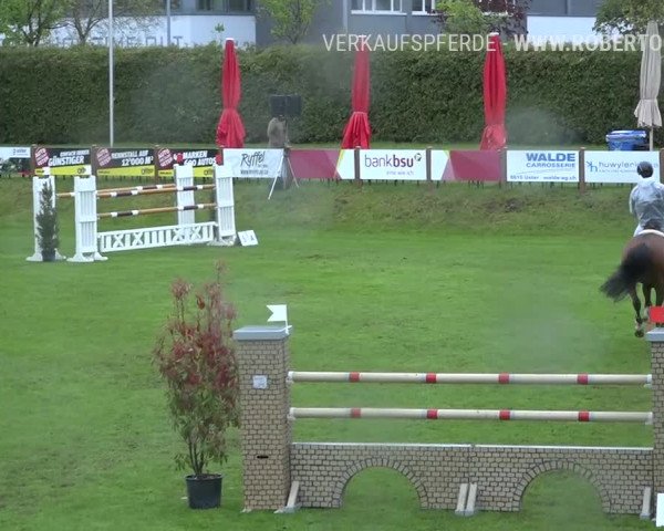 Reitturnier Uster 2019