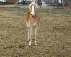 horse Hengst von Arktos / Auretanius (Haflinger, 2016, from Arktos)