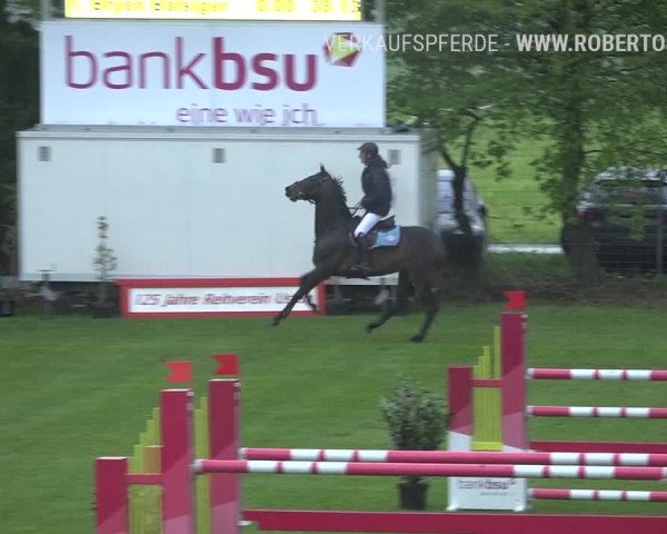 Reitturnier Uster 2019