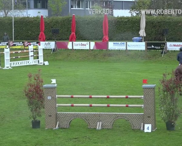 Reitturnier Uster 2019