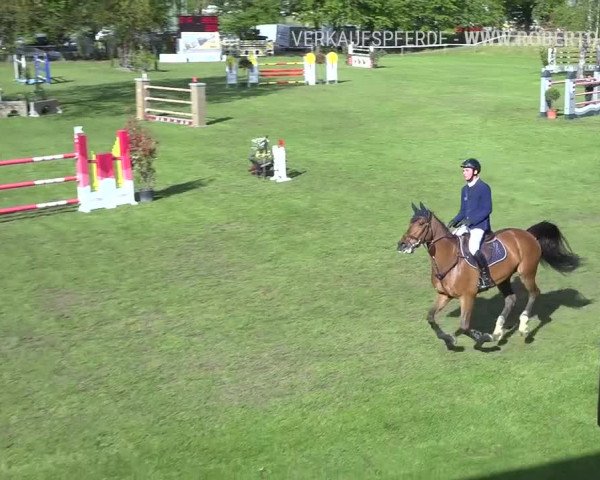 Reitturnier Uster 2019