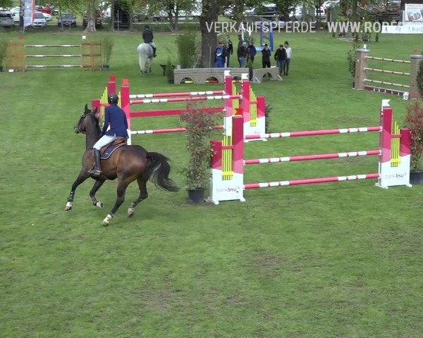 Reitturnier Uster 2019