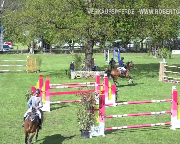 Reitturnier Uster 2019
