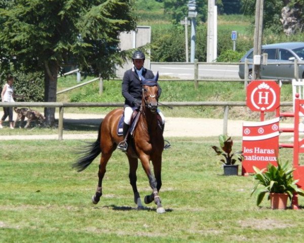 broodmare Pink Lady D'Emm (Selle Français, 2003, from For Pleasure) broodmare Pink Lady D'Emm (Selle Français, 2003, from For Pleasure)
