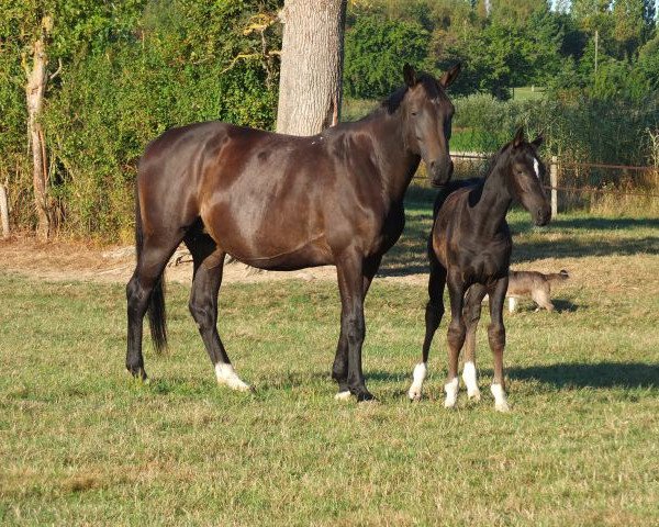 broodmare Valmira d'Emm (Selle Français, 2009, from Contendro I)