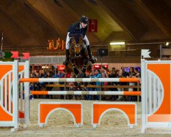 Zuchtstute Jirka van de Kerkenbulck (Belgisches Warmblut, 2009, von Cicero Z van Paemel)