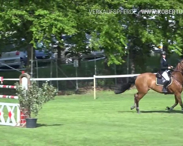 Reitturnier Uster 2019