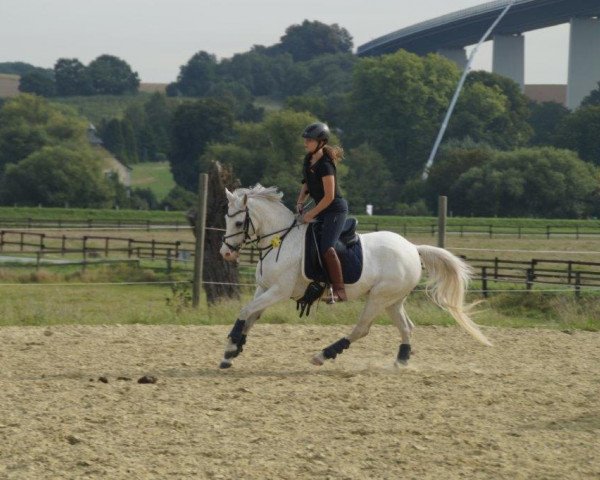 Zuchtstute Karalyn (Deutsches Reitpony, 1998, von Kaiserwalzer)