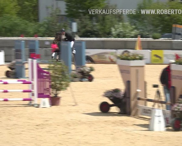 Osterspringen Amriswil 2019