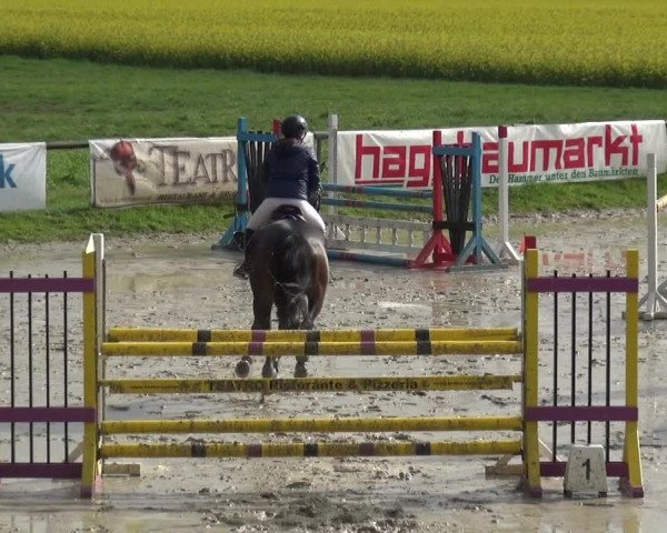 Reitturnier Xanten - Moermter 2019