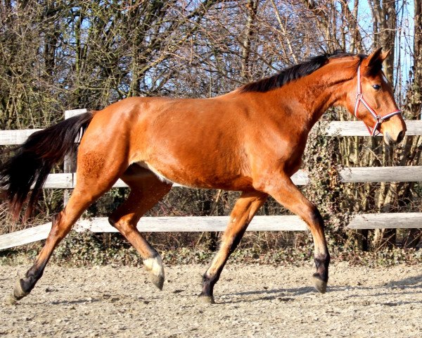 horse Jills (KWPN (Royal Dutch Sporthorse), 2014, from Canabis Z)