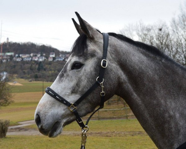 horse Confetti (Zangersheide riding horse, 2013, from Clintissimo 197 FIN)