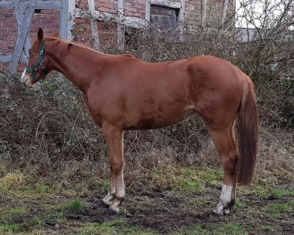 Pferd Hengst von Belconi x Floresco (Westfale, 2014, von Belconi)
