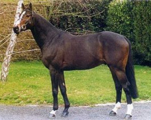 Horse Cincaba Rouge (Selle Français, 1990, from Ithuriel AA)