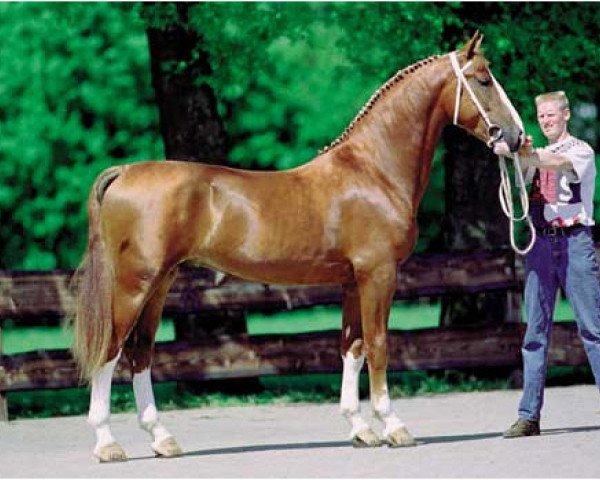 horse Nickson (KWPN (Royal Dutch Sporthorse), 1995, from Fortissimo)
