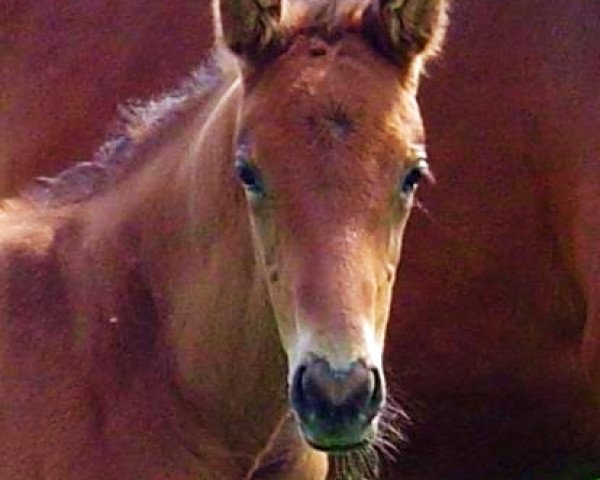 horse Fridolin (Rhinelander, 2006, from Flovino)