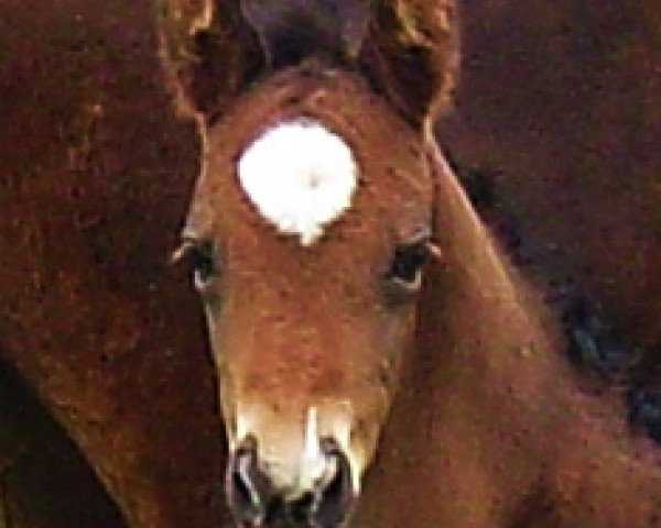 horse Fioretto (Rhinelander, 2007, from Flovino)