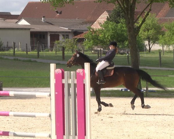 Reitturnier Ingolstadt-Hagau 2019