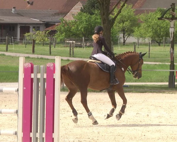 Reitturnier Ingolstadt-Hagau 2019