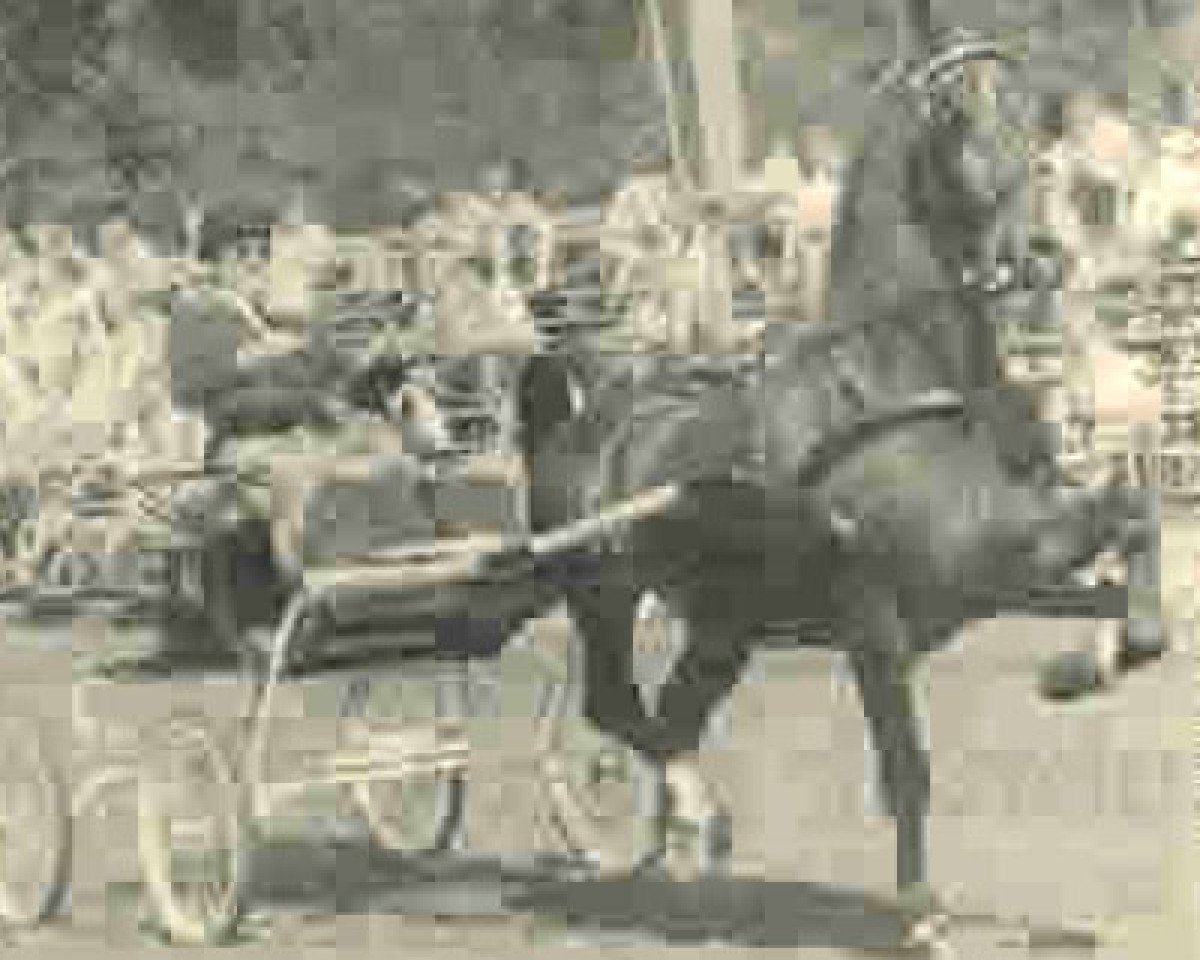 Deckhengst Zwever (Tuigpaarden, 1981, von Statuur)