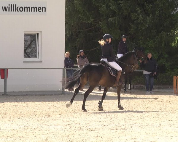 Reitturnier Ingolstadt-Hagau 2019