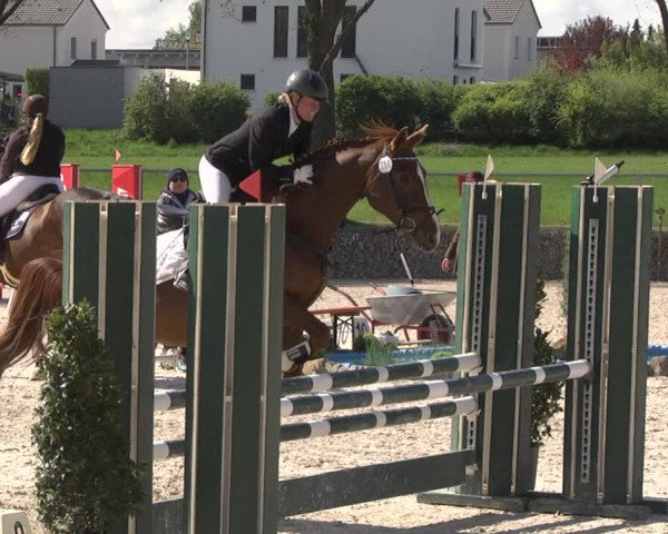 Reitturnier Ingolstadt-Hagau 2019