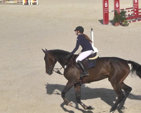 Reitturnier Ingolstadt-Hagau 2019