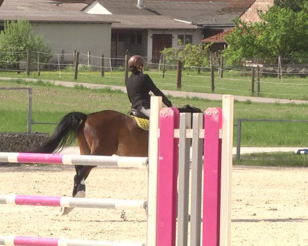 Reitturnier Ingolstadt-Hagau 2019