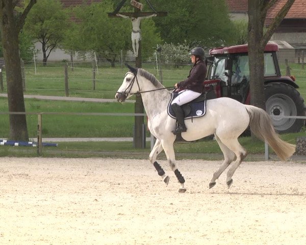 Reitturnier Ingolstadt-Hagau 2019