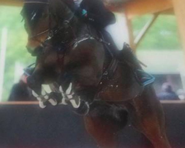 jumper Kondor Le Grand (Selle Français, 1998, from Rêve d'Elle)