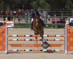jumper Haya van het Suybrouck (Belgian Warmblood, 2007, from Tinka's Boy)