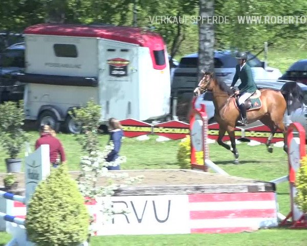 Reitturnier Uster 2019