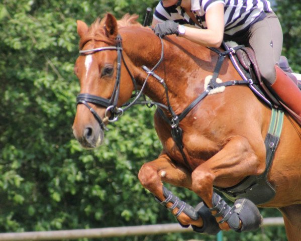 horse Zindorado (KWPN (Royal Dutch Sporthorse), 2004, from Indorado)