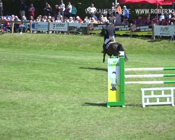 Reitturnier Uster 2019