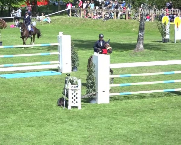 Reitturnier Uster 2019