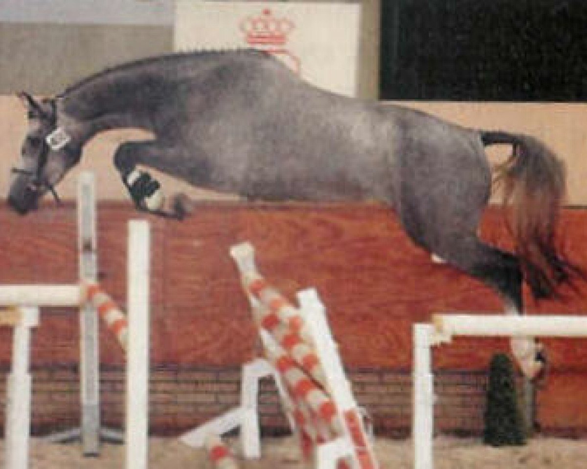Zuchtstute Viniki (KWPN (Niederländisches Warmblut), 2002, von Cantos)