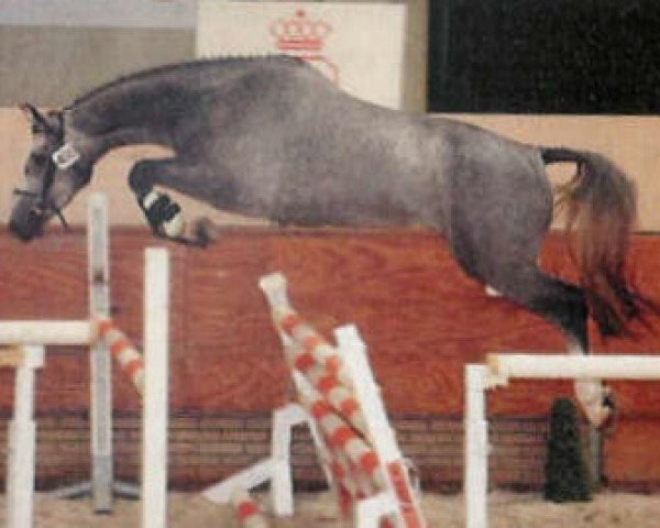 broodmare Viniki (KWPN (Royal Dutch Sporthorse), 2002, from Cantos)