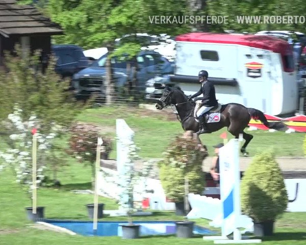 Reitturnier Uster 2019