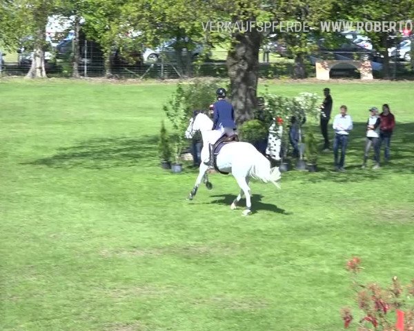 Reitturnier Uster 2019