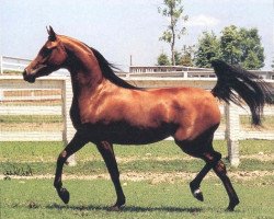 broodmare Little Liza Fame ox (Arabian purebred, 1987, from Fame VF ox)