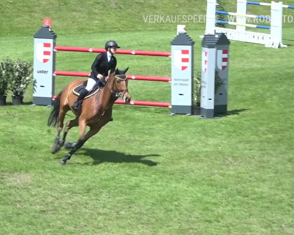 Reitturnier Uster 2019