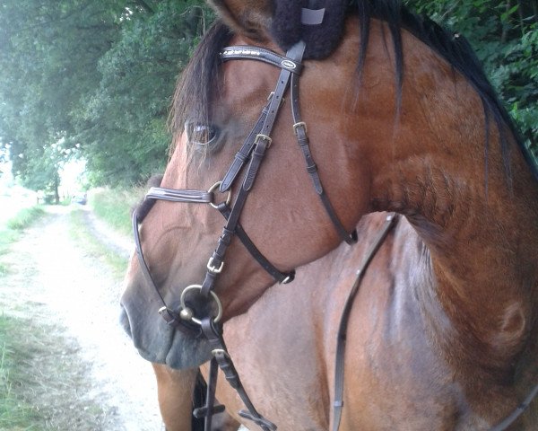 horse Diva Laura (Mecklenburg, 1998, from Decano)