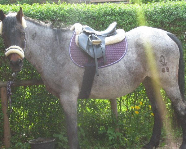 Zuchtstute Nicri (Deutsches Reitpony, 1990, von Nassau)