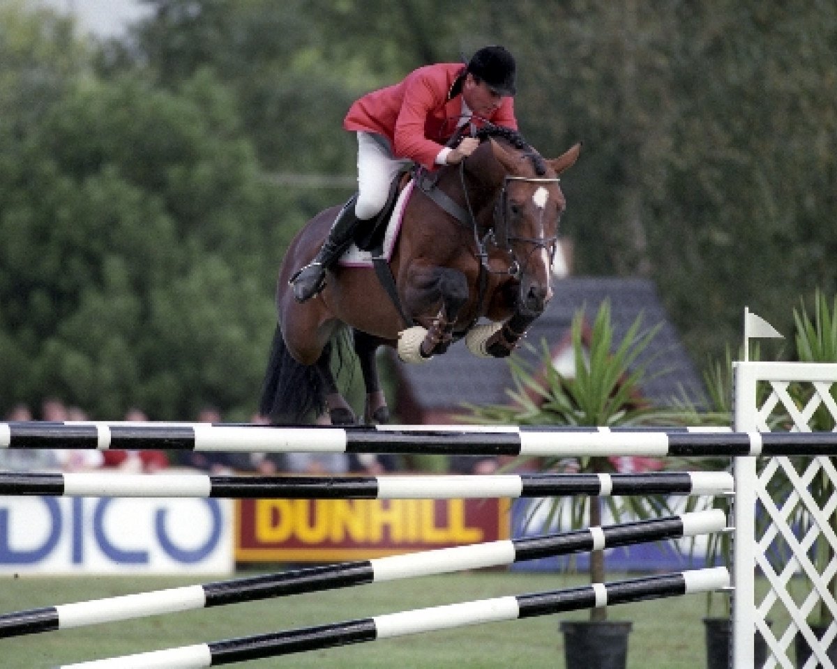 stallion Shogoun II (Selle Français, 1984, from Night and Day xx)
