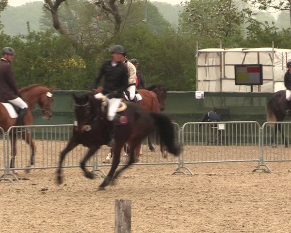 Reitturnier Langwedel - Hagen - Grinden 2019