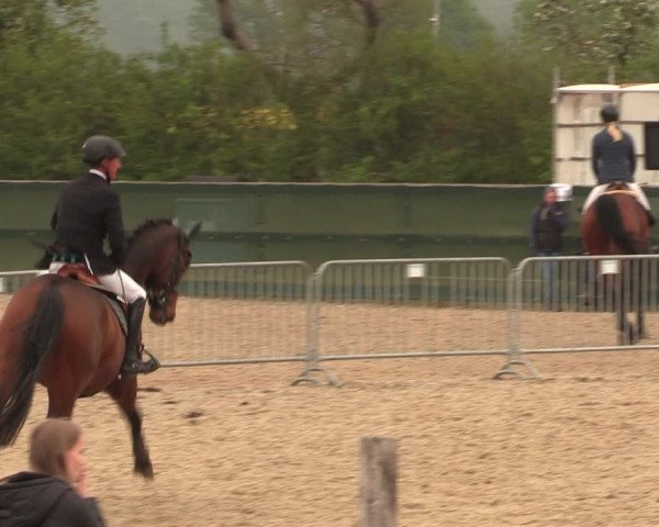 Reitturnier Langwedel - Hagen - Grinden 2019