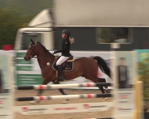 Reitturnier Langwedel - Hagen - Grinden 2019