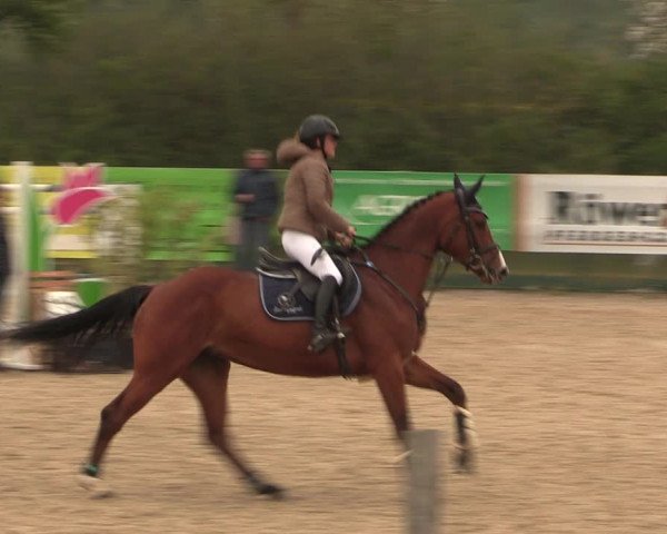 Reitturnier Langwedel - Hagen - Grinden 2019
